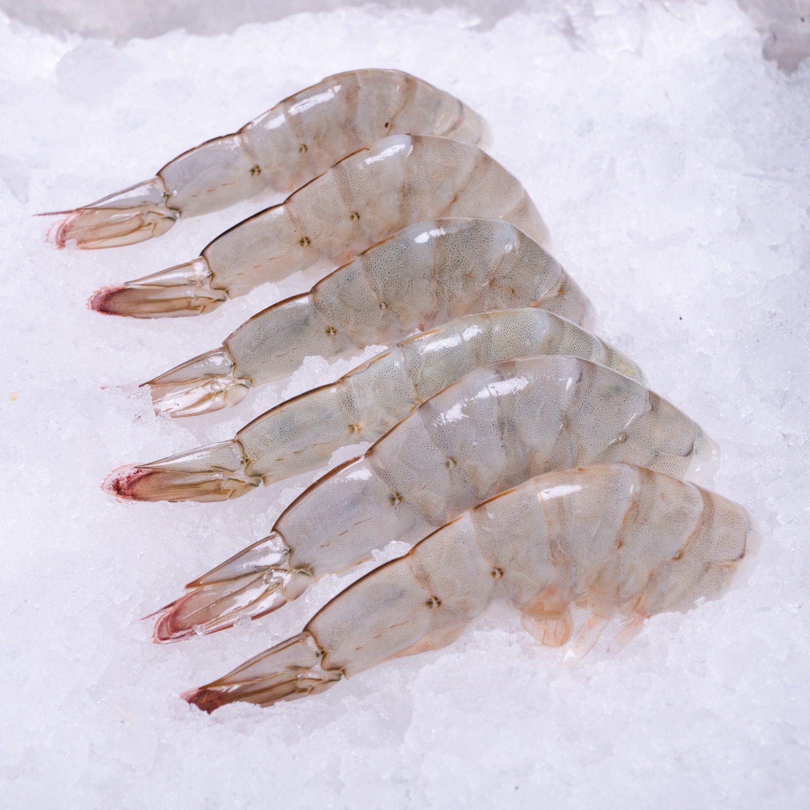 IQF/BLK Head Less Shrimp