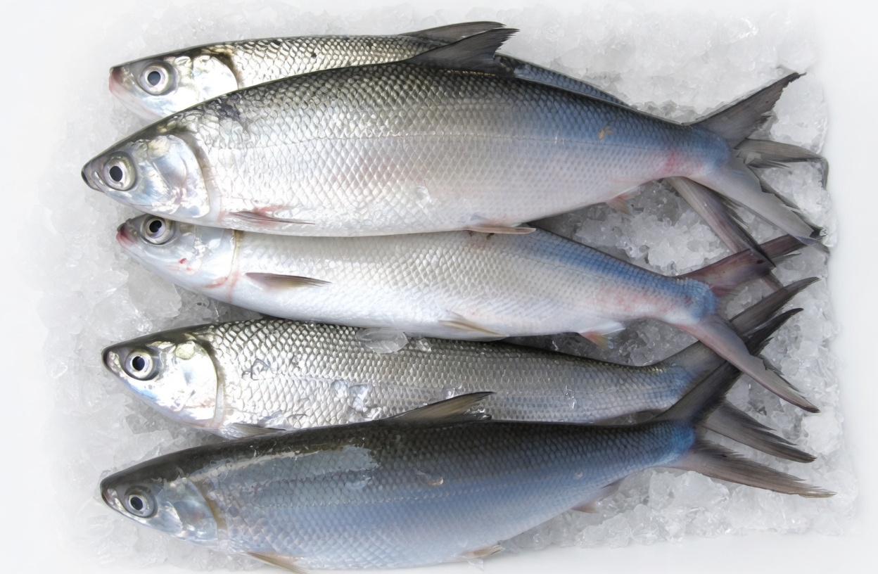 Milk Fish